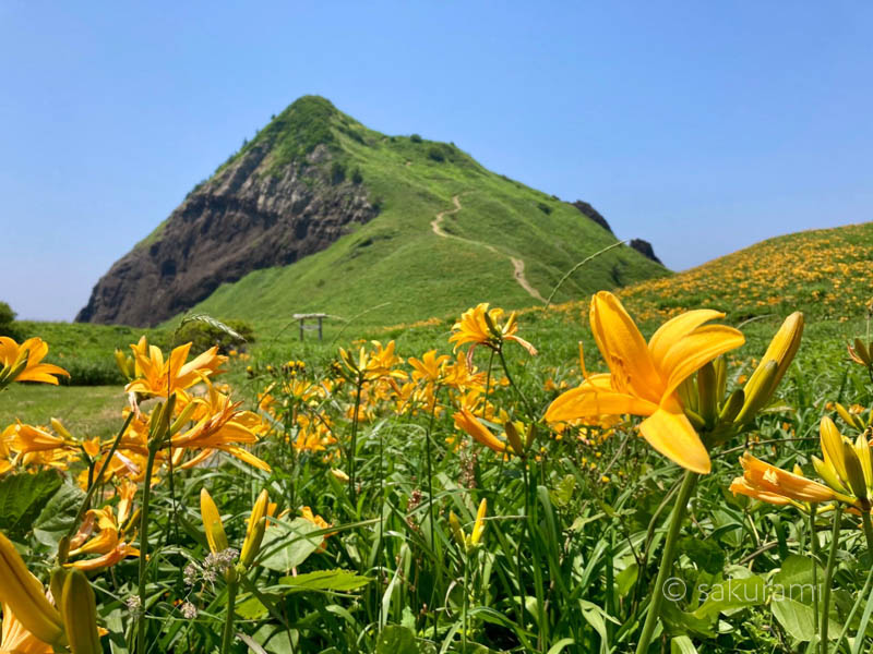 6月の佐渡島でしか見られない絶景 大野亀のカンゾウを写真付きで解説 旅してる