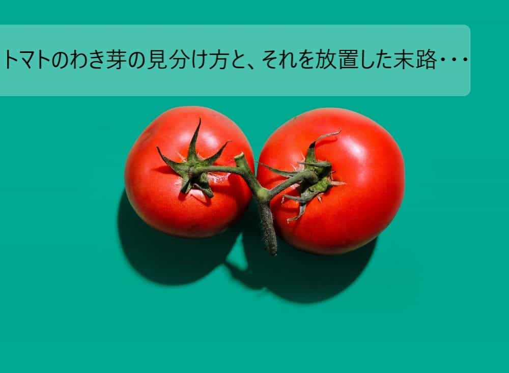 どこにある トマトのわき芽の見分け方と わき芽を放置した末路 旅してる