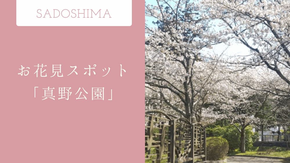 新潟佐渡｜桜の名所「真野公園」の開花や見所、ライトアップ情報を解説