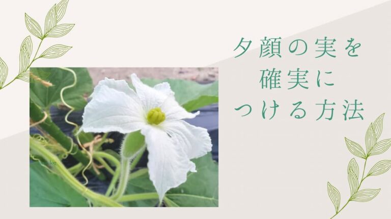 夕顔の実がつかない…実を確実につける受粉の方法と雌花・雄花の見分け方 | amivlog